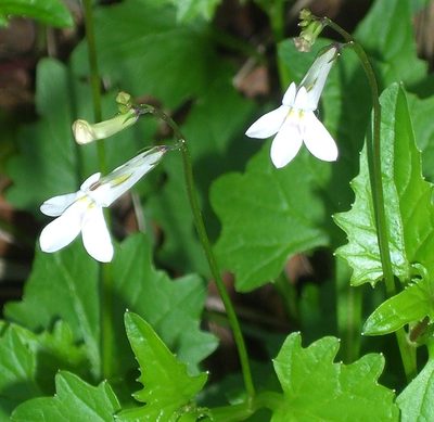 Lobelia pteropoda, photographed by Charles Stirton