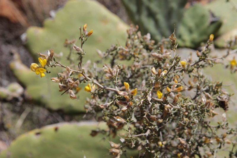 Genista segonnei, photographed by Olivier Argagnon
