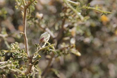 Genista segonnei, photographed by Olivier Argagnon