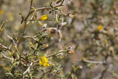 Genista segonnei, photographed by Olivier Argagnon