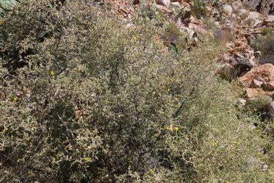 Genista segonnei, photographed by Olivier Argagnon