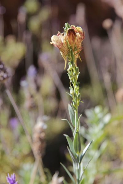 Linaria ventricosa, photographed by Olivier Argagnon