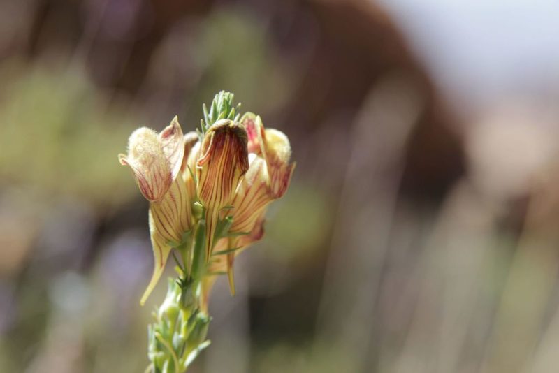 Linaria ventricosa, photographed by Olivier Argagnon
