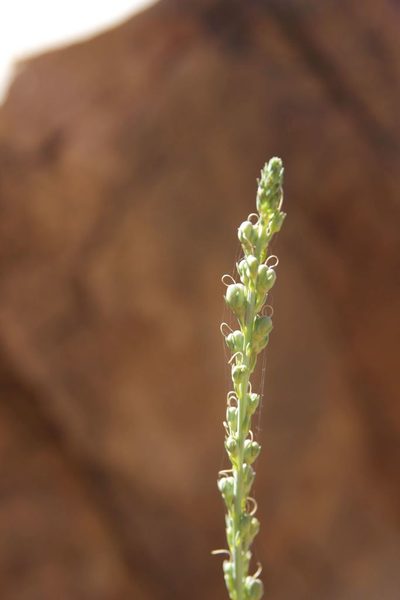 Linaria ventricosa, photographed by Olivier Argagnon
