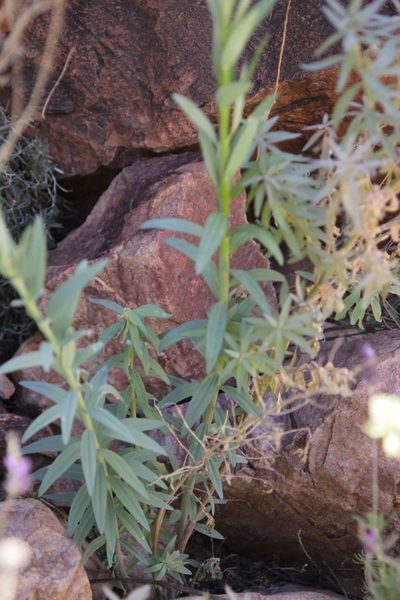 Linaria ventricosa, photographed by Olivier Argagnon