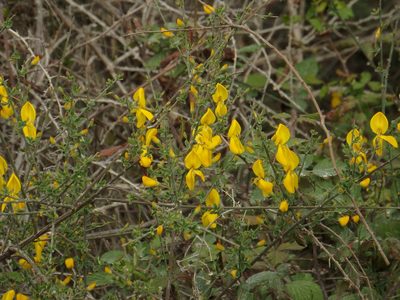Cytisus grandiflorus, photographed by Duarte Frade