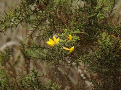 Ulex argenteus, photographed by Duarte Frade