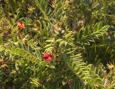 Indigofera pondoensis, photographed by Charles Stirton