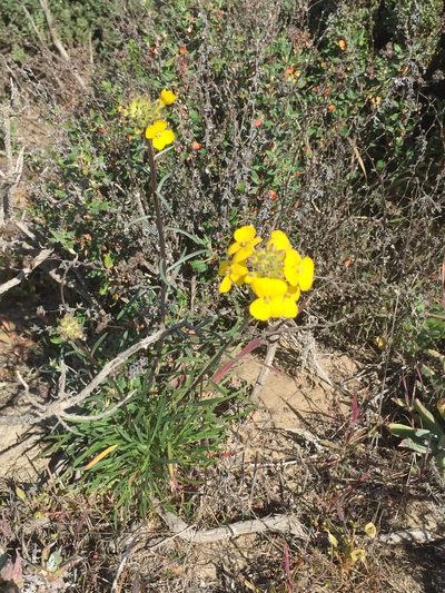 Erysimum suffrutescens, photographed by David A. Krause