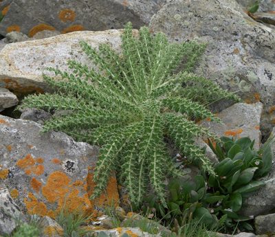 Cirsium eatonii, photographed by Robert Webster