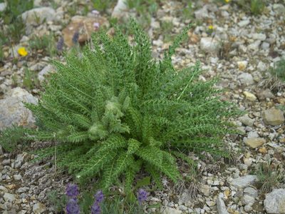 Cirsium eatonii, photographed by Robert Webster