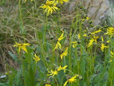 Senecio amplectens, photographed by Robert Webster