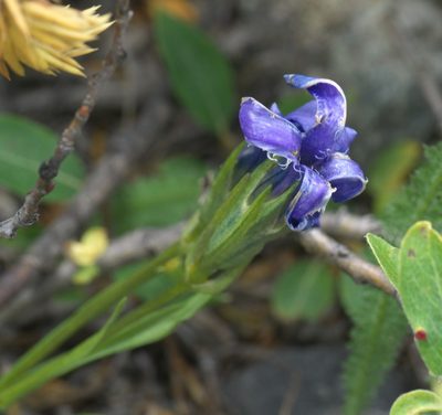 Gentianopsis barbellata, photographed by Robert Webster