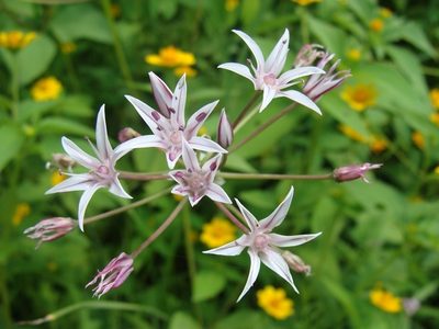 Allium glandulosum, photographed by Alexis López Hernández