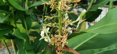 Alpinia galanga, photographed by Ong Jyh Seng