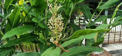 Alpinia galanga, photographed by Ong Jyh Seng