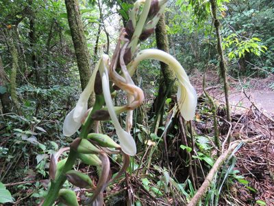 Pitcairnia recurvata, photographed by Alexis López Hernández