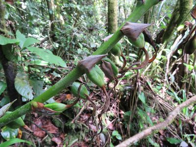 Pitcairnia recurvata, photographed by Alexis López Hernández