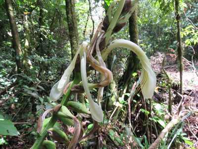 Pitcairnia recurvata, photographed by Alexis López Hernández