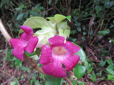 Drymonia mexicana, photographed by Alexis López Hernández