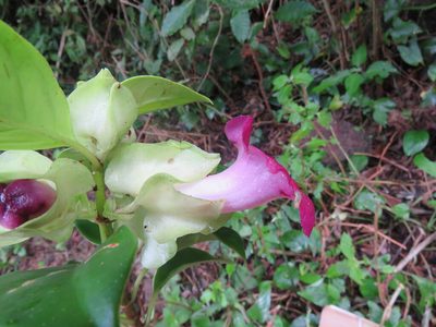 Drymonia mexicana, photographed by Alexis López Hernández