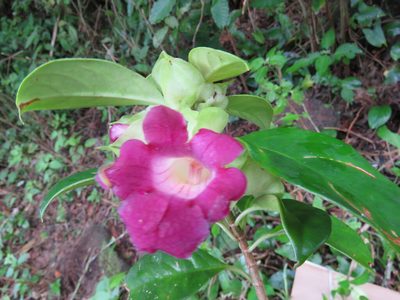 Drymonia mexicana, photographed by Alexis López Hernández