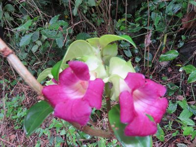 Drymonia mexicana, photographed by Alexis López Hernández