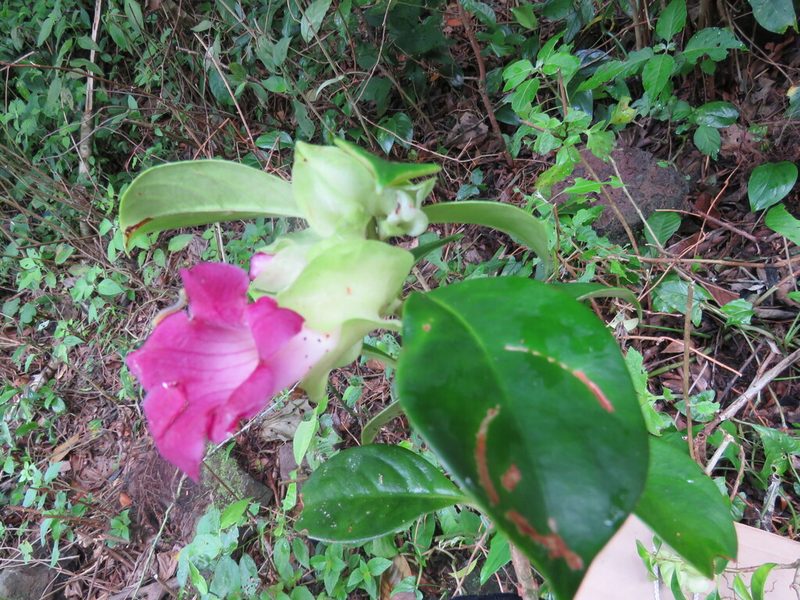 Drymonia mexicana, photographed by Alexis López Hernández