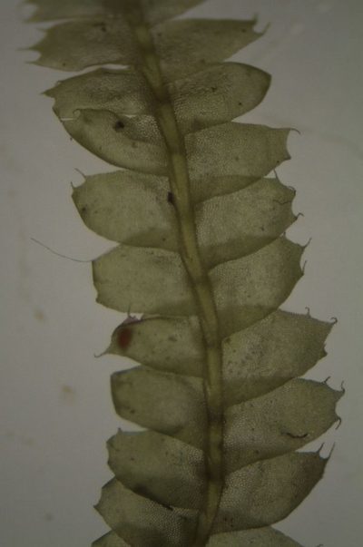 Heteroscyphus triacanthus, photographed by John Steel