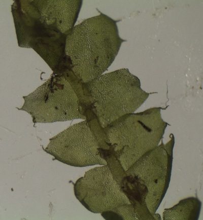 Heteroscyphus triacanthus, photographed by John Steel