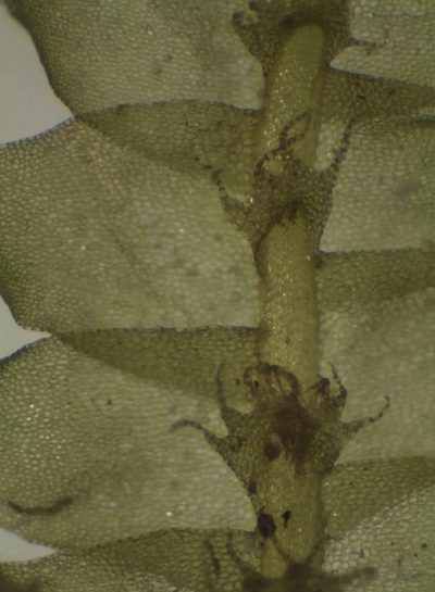 Heteroscyphus triacanthus, photographed by John Steel