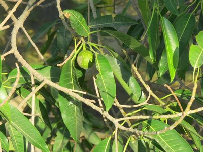Ficus insipida, photographed by Francisco Emilio Roldán Velasco