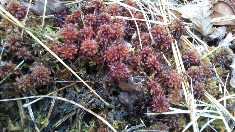 Sphagnum magniae, photographed by Aaron M. Duffy