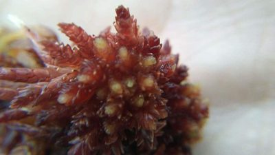 Sphagnum magniae, photographed by Aaron M. Duffy