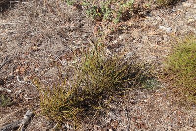 Thesium aggregatum, photographed by Tony Rebelo