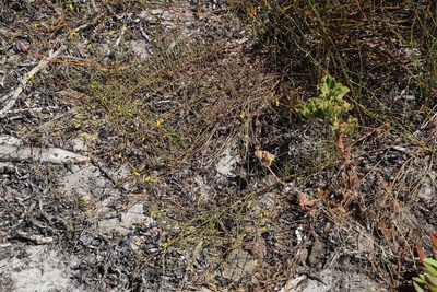 Lebeckia contaminata, photographed by Tony Rebelo