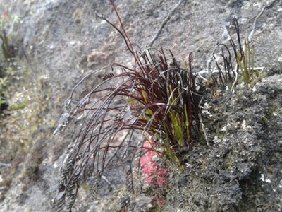 Microschizaea australis, photographed by Brett Sandford