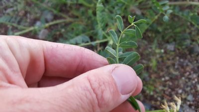 Astragalus pomonensis, photographed by Amthinkia
