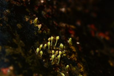 Dalzellia ceylanica, photographed by S.MORE