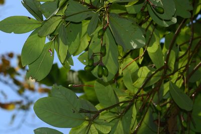 Alseodaphne semecarpifolia, photographed by S.MORE