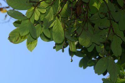 Alseodaphne semecarpifolia, photographed by S.MORE