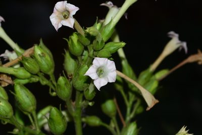 Nicotiana tabacum, photographed by S.MORE