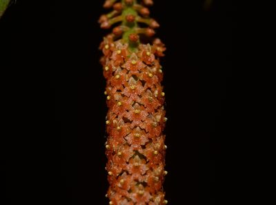 Oberonia brachystachys, photographed by S.MORE