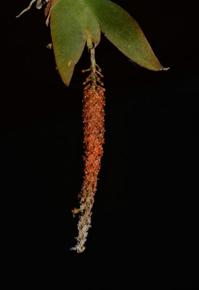 Oberonia brachystachys, photographed by S.MORE