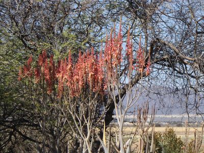 Aloe littoralis, photographed by Gerhard Sieburg