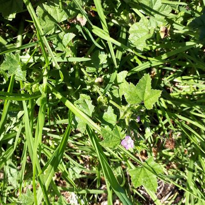Malva nicaeensis, photographed by dannali