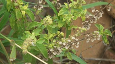 Ocimum americanum, photographed by Shaun Swanepoel
