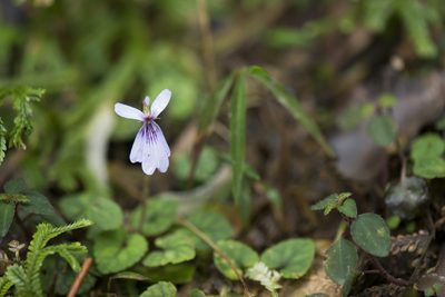 Viola formosana, photographed by Licheng Shih