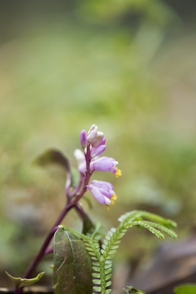 Polygala arcuata, photographed by Licheng Shih