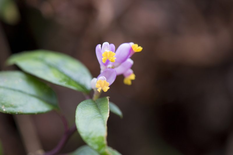 Polygala arcuata, photographed by Licheng Shih